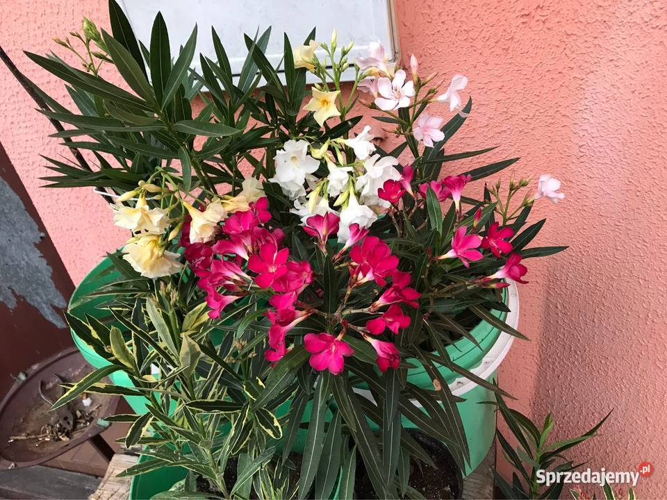 Oleandre kwitnące Brzeźnica sprzedam