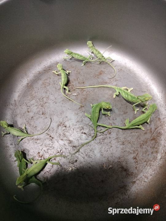 Młode kameleony Rybnik