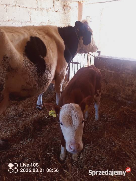 Krowa z cielakiem podlaskie Suwałki