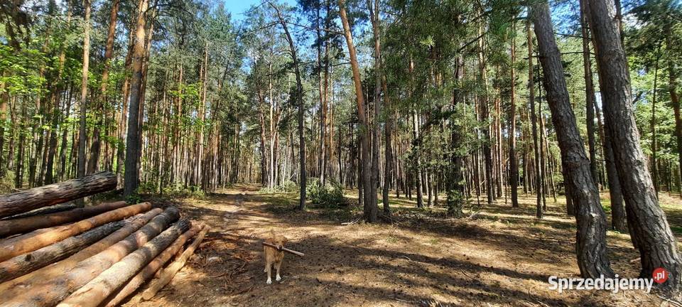 Wynajmę domek w Jabłonowcu5 Farma Iluzji4 Jabłonowiec