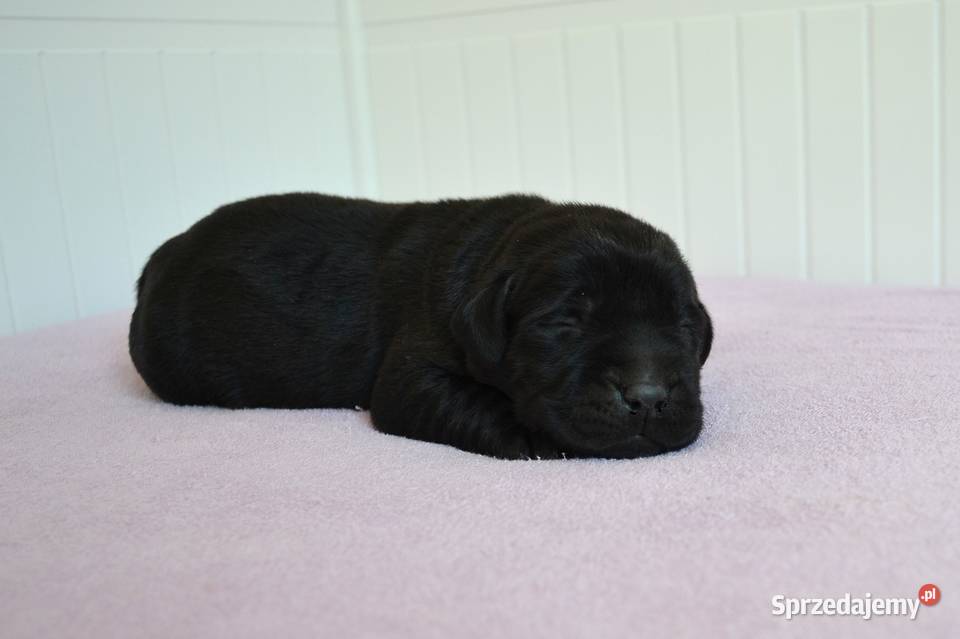 Szczeniaki Labrador Retriever czarne i Żelechlinek