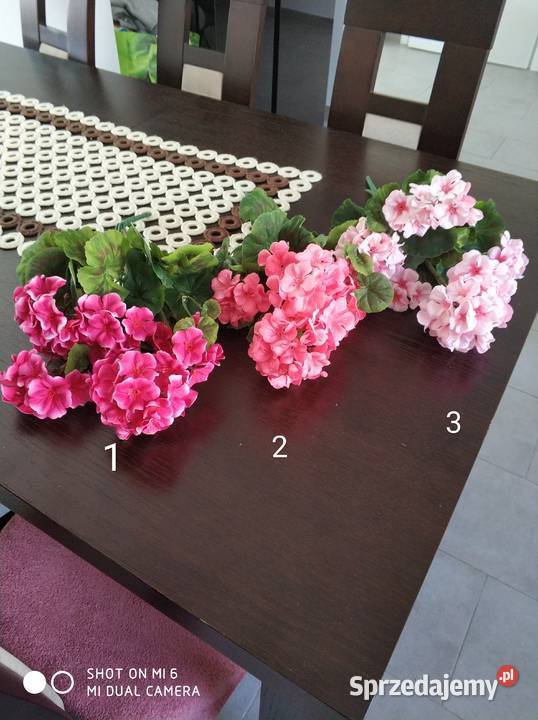 Pelargonie żywe Straszęcin