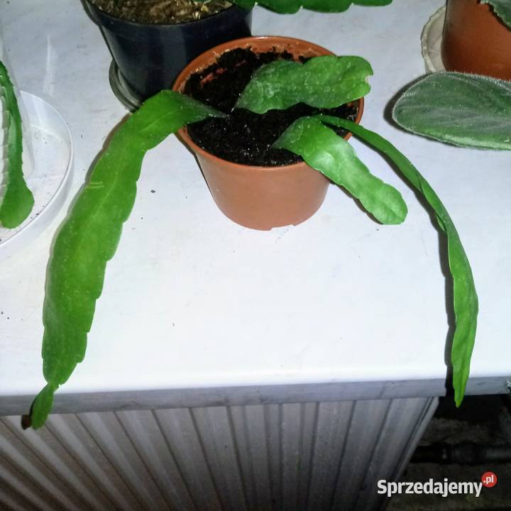 Epifilium Epiphyllum biały kwiat Królowa jednej Skierniewice sprzedam