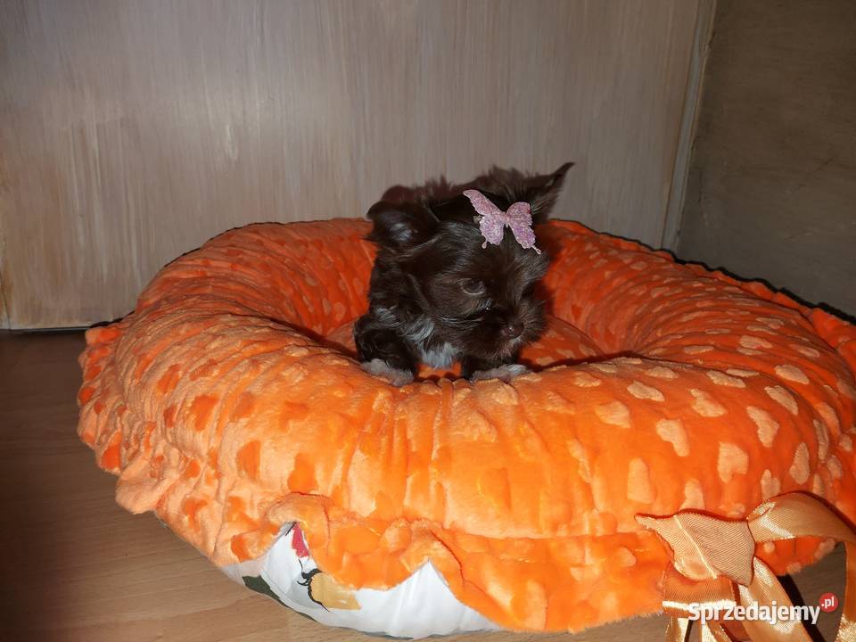 York Yorkshire Terrier Chocolate Suczka York Rumia