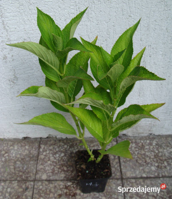 HORTENSJA Mariesii Grandiflora sadzonki w Ustronie