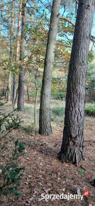 Urokliwa działka z WZ na 2 budynki 32m2 Karolinowo
