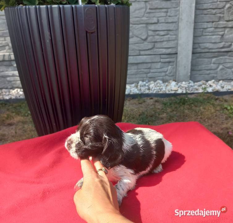 Cocker Spaniel Angielski Suczka