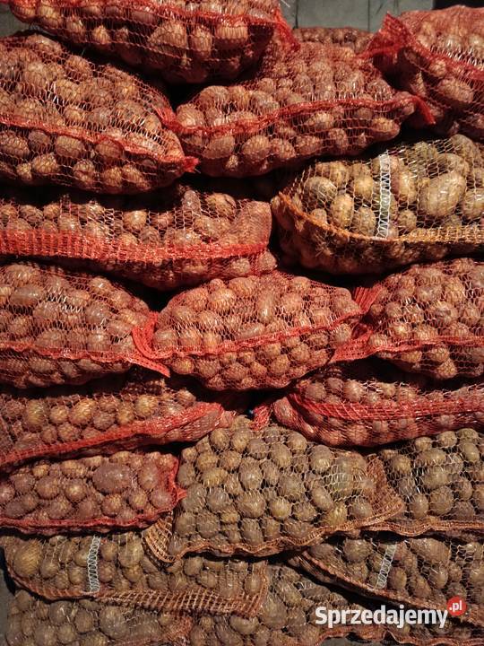 Sprzedam ziemniaki paszowe Miączyn