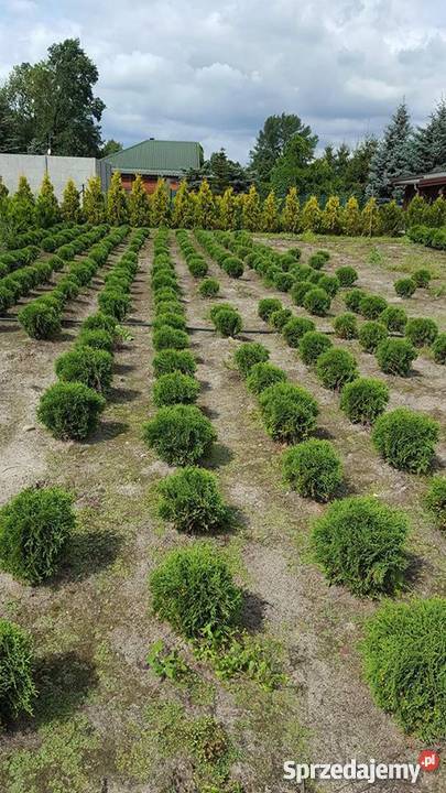 Thuja Hoseri 2030 kulka miniaturka PRODUCENT Rydzyny sprzedam