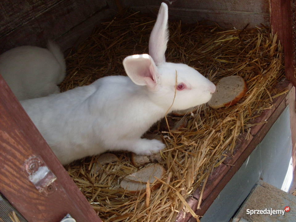 sprzedaz królików hodowlanych Stary Jaworów