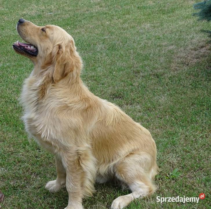 Golden retriever 14 miesięczny Przysucha
