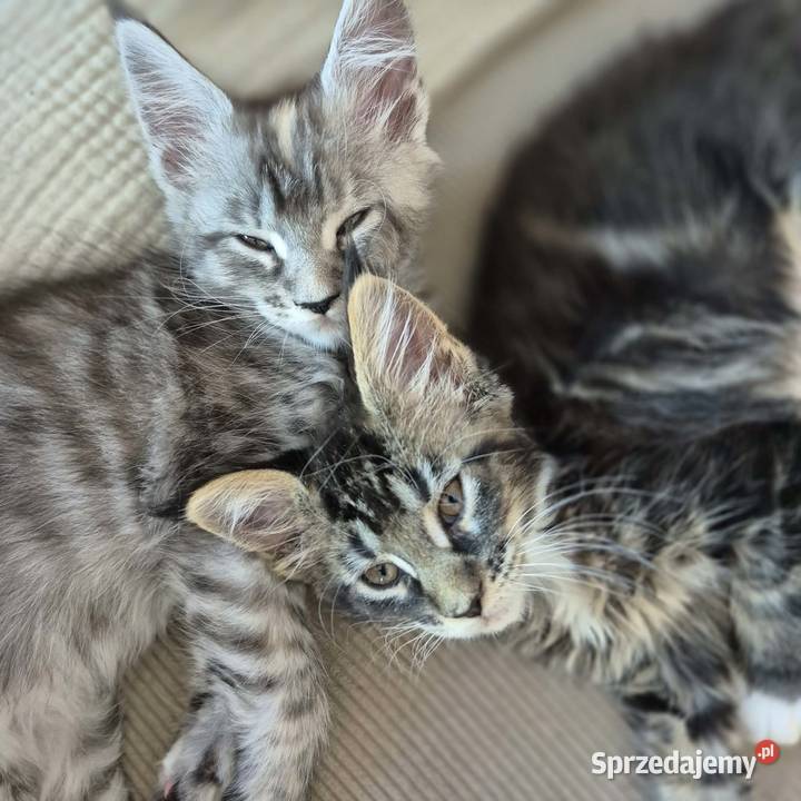 Maine coon kocięta