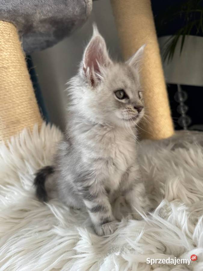Kocurek Armani Maine Coon pomorskie Nowa Wieś Lęborska sprzedam