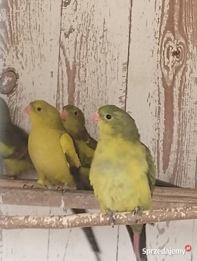 Sprzedam Papugi górskie Oleśnica