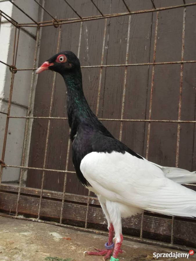 Sprzedam gołąbki ozdobne Garwolin