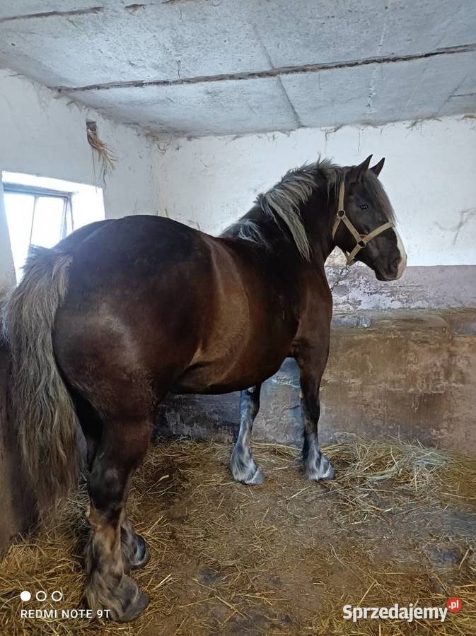 Klacz zrebna Zwierzęta Kuczbork-Wieś