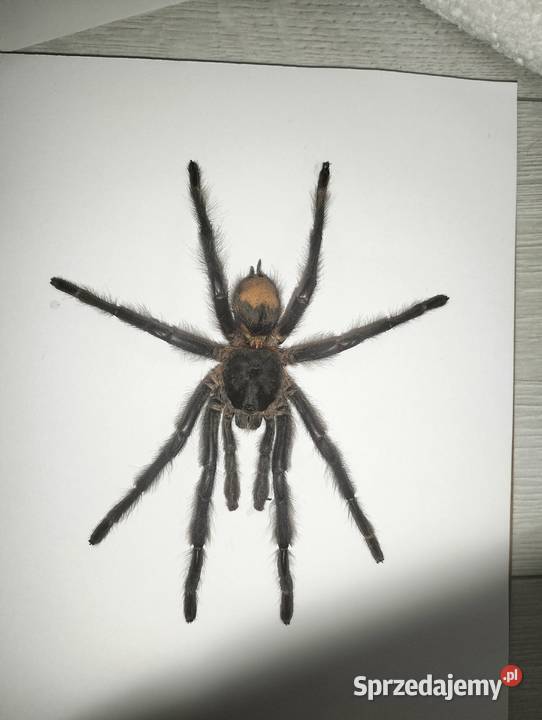 Spreparowany ptasznik w ramce Lasiodora Kętrzyn sprzedam