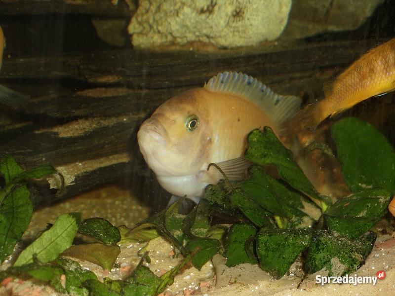 Pyszczaki Zebra RedRed Metriaclima Estherae Morawica sprzedam