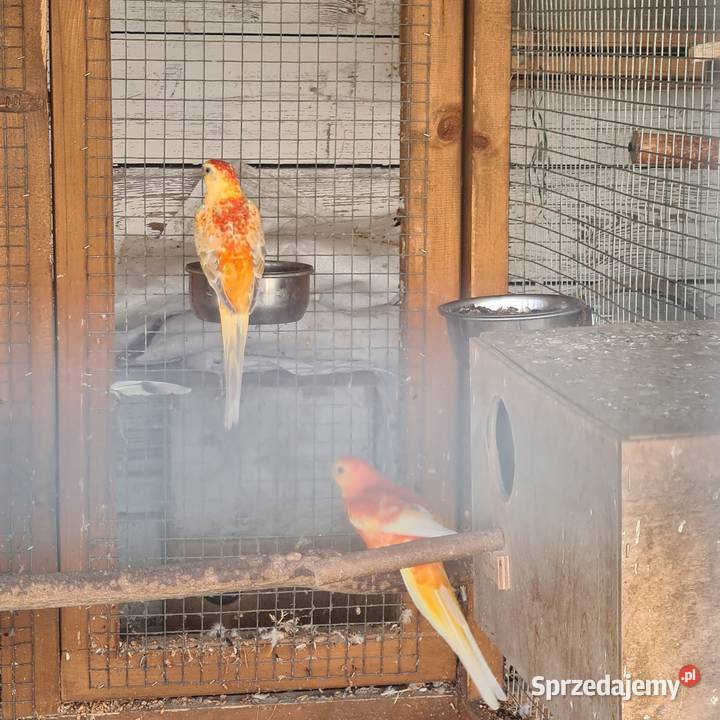 Swiergoty Szymanowice