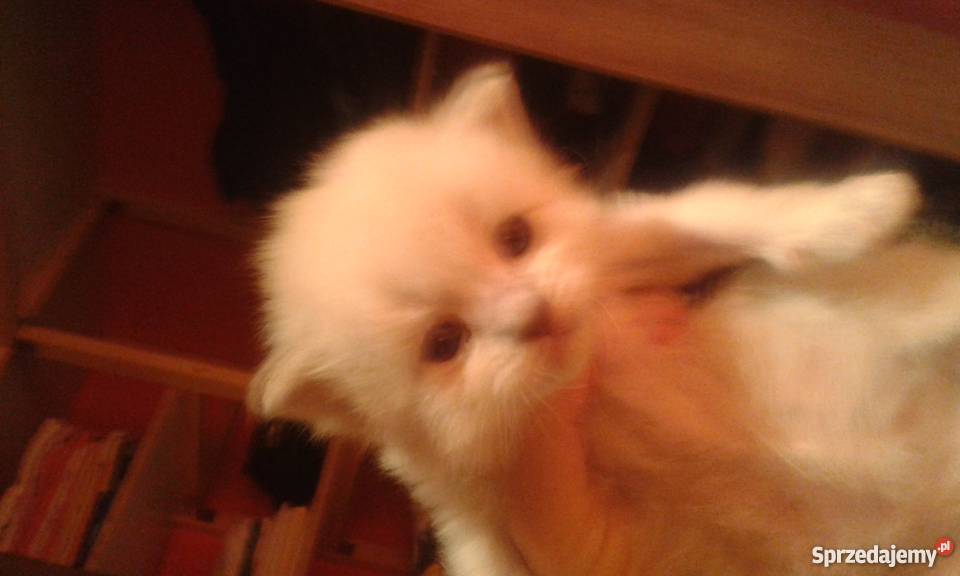 ragdoll kocurek Ruda Śląska sprzedam