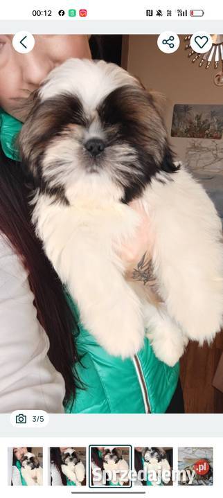 Shih Tzu pies szczeniak piękny miś IMPERIAL Kluczbork