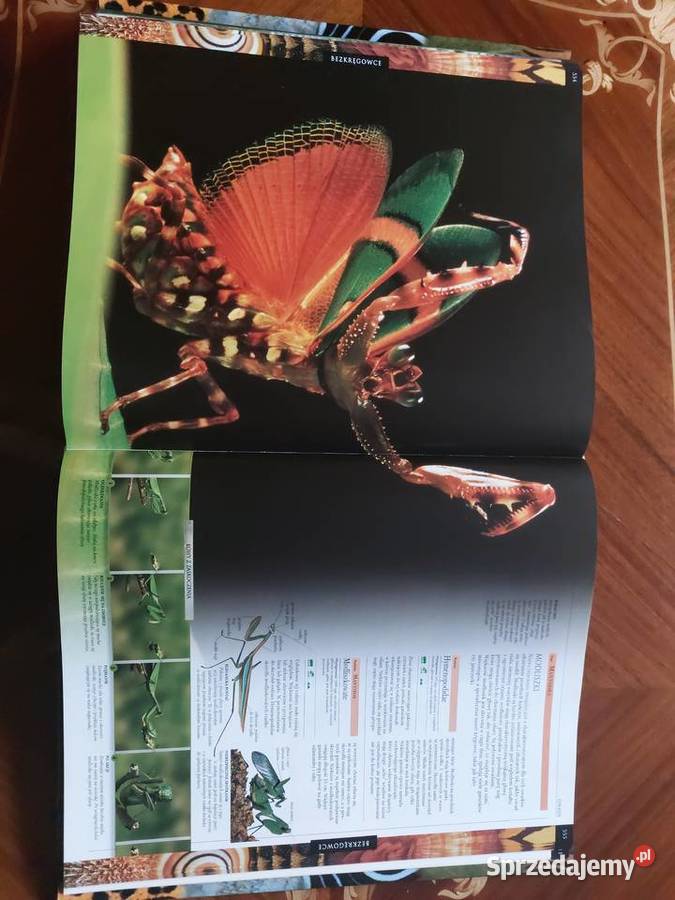 Królestwo zwierząt encyklopedia Świat Książki DK Tychy sprzedam