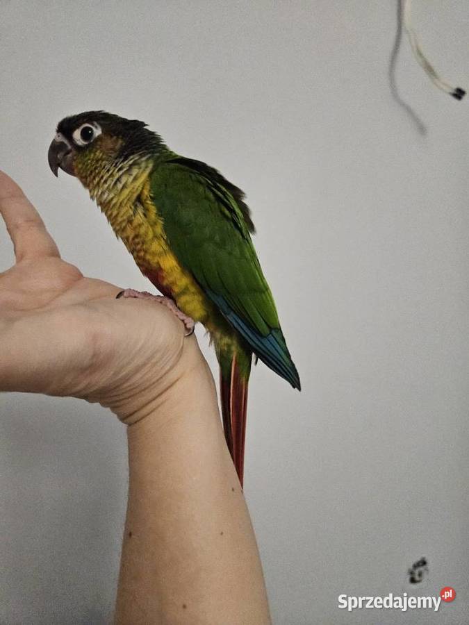 Papuga rudosterka pupil rudosterki oswojone wielkopolskie Chodzież