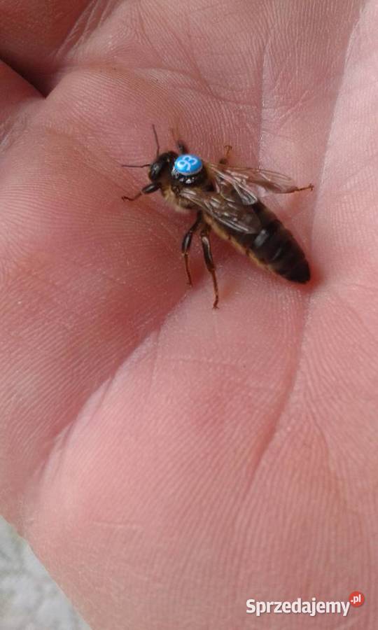 Matki pszczele Karpatka Iwonka Pszczelarstwo Bieździedza sprzedam