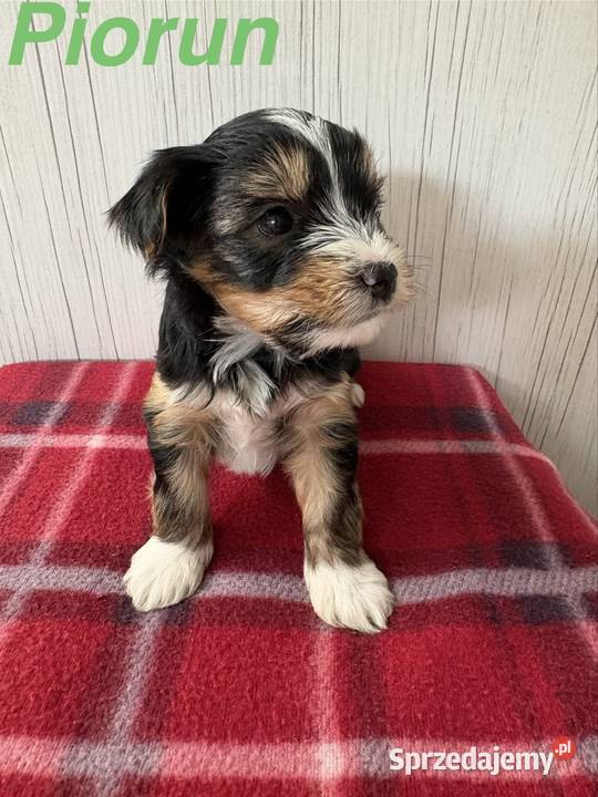 Do Rezerwacji Piorun Yorkshire Terrier Biewer Konin sprzedam