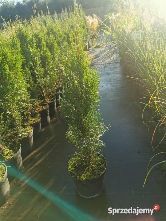 Tuja szmaragd thuja smaragd Chrzanowo-Bronisze
