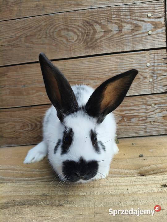 Krolki młode lubelskie