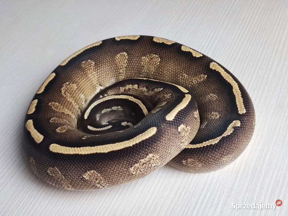 Wąż Pyton królewski GHI BlackHead Phantom Python Warszawa