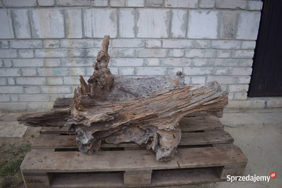 Korzeń ozdobny do ogrodu Połaniec