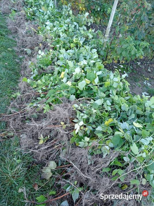 Sadzonki malin Marawilla