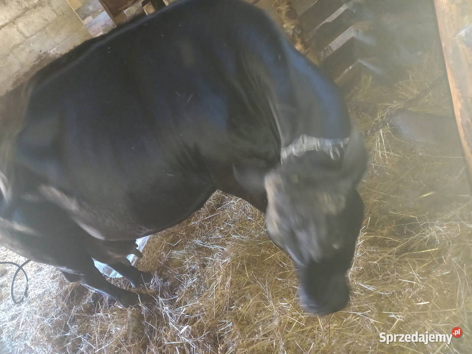 Krowa czarna mleczna podlaskie Knorydy