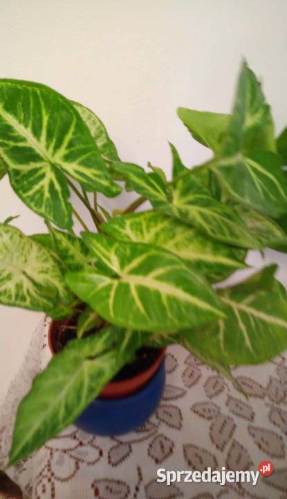 09Kwiaty doniczkowe Syngonium podophyllum Arrow Warszawa