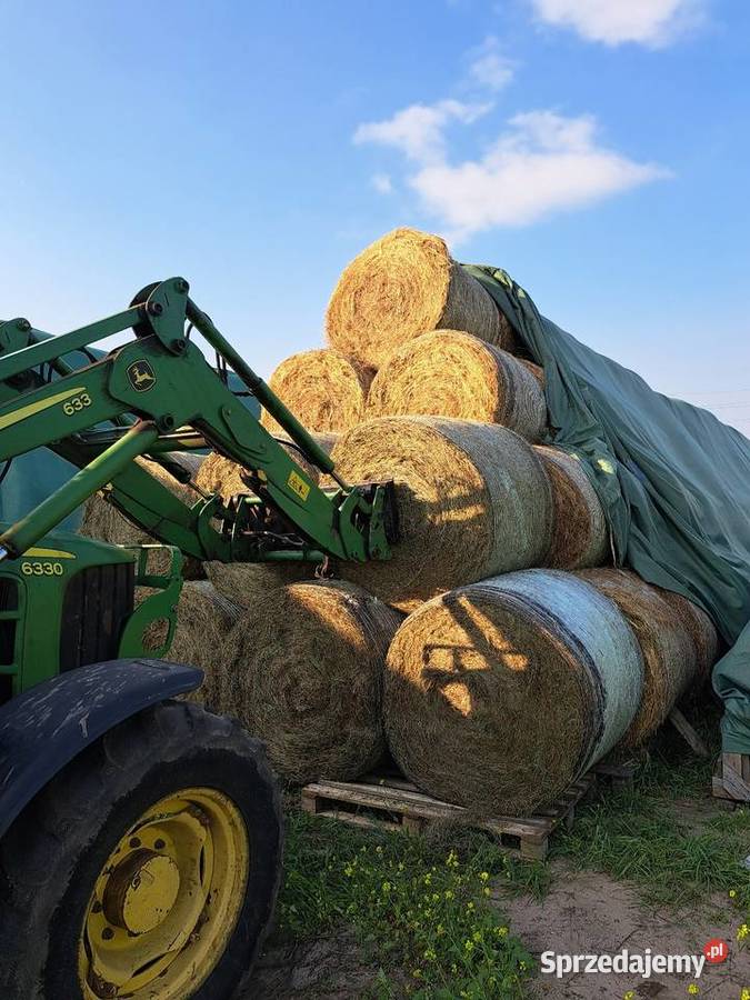 Siano zielone pachnące zwierząt koni bydła Przeczyce