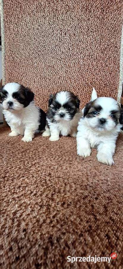 Shih Tzu suczki I pieski mazowieckie Przysucha