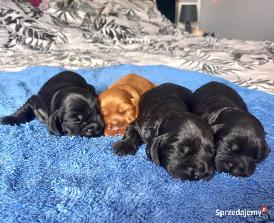 Cocker Spaniel Angielski Możliwość Rezerwacji Jutrosin