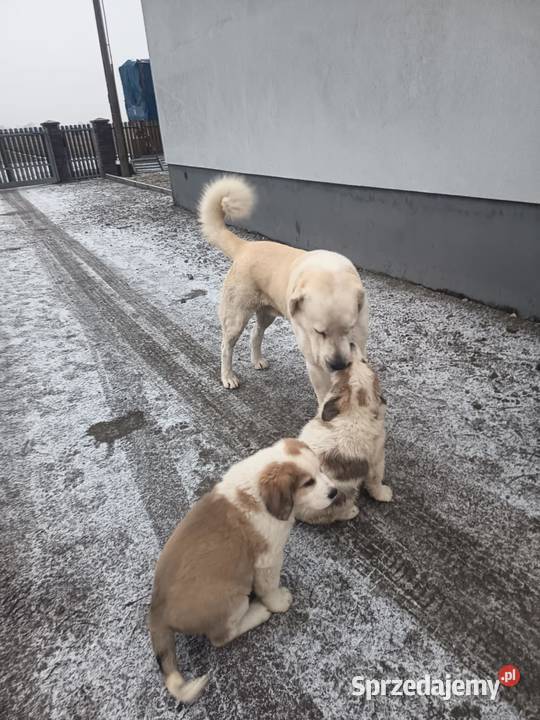 śliczna sunia owczarek środkowoazjatycki Czarnożyły