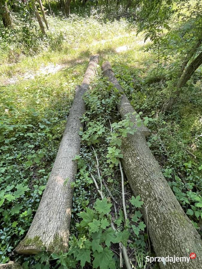 Drewno jesionowe około 15m3 Pozostałe Łosice sprzedam