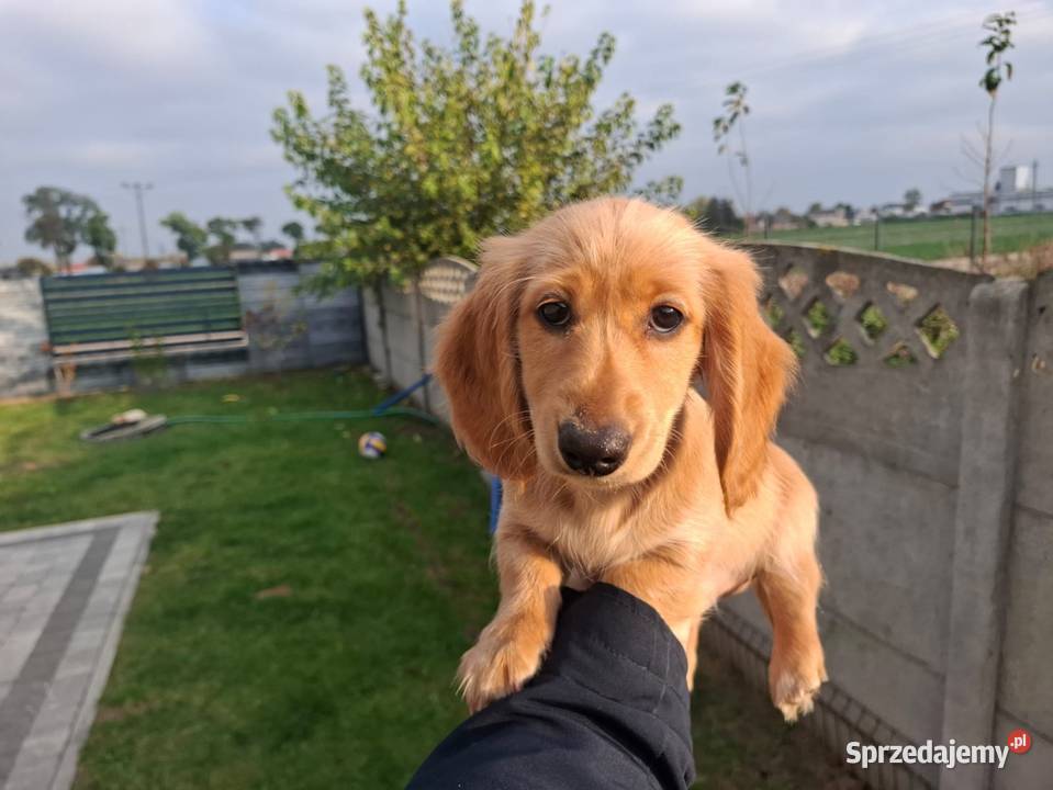 Jamnik długowłosy Dackel dachshund GOLD łódzkie Żychlin