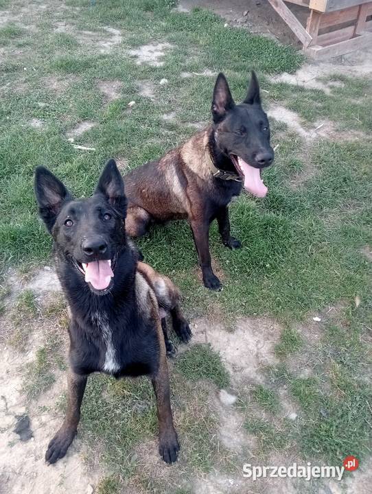 Owczarek belgijski malinois Jedlicze