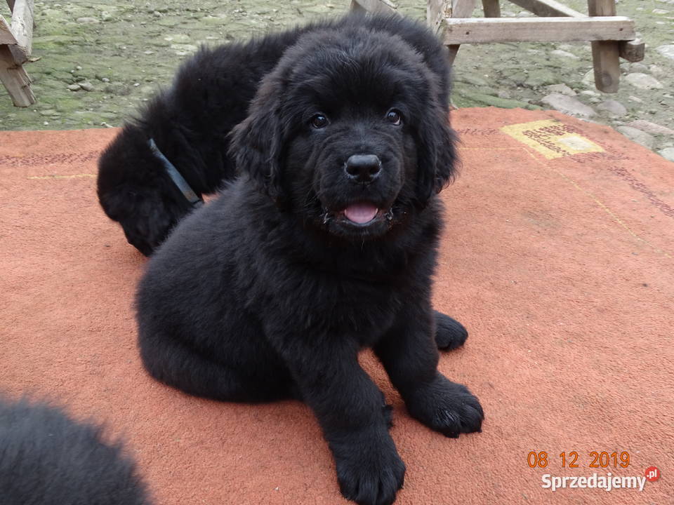 Nowofundland GOTOWE DO ODBIORU