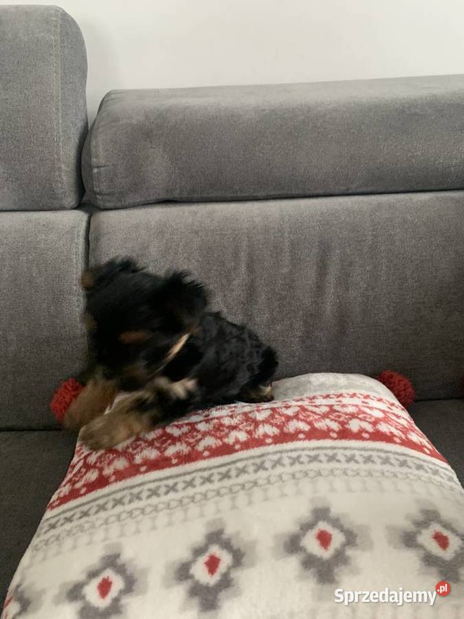 York miniaturka na sprzedanie Łukta