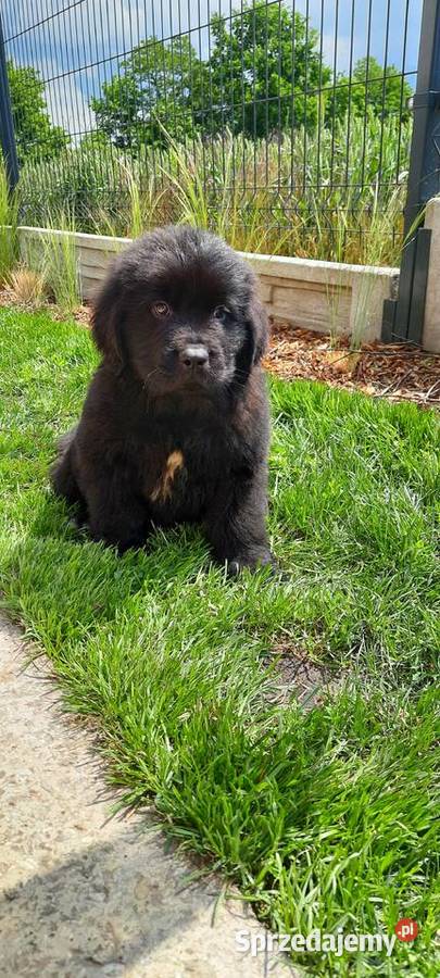 Szczeniaki Nowofundland Wodołaz ZKWP FCI