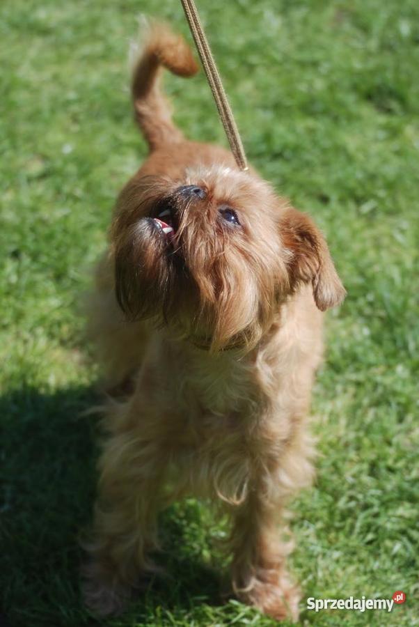 Gryfonik brukselski brabancki brabantczyk szczen Wałcz