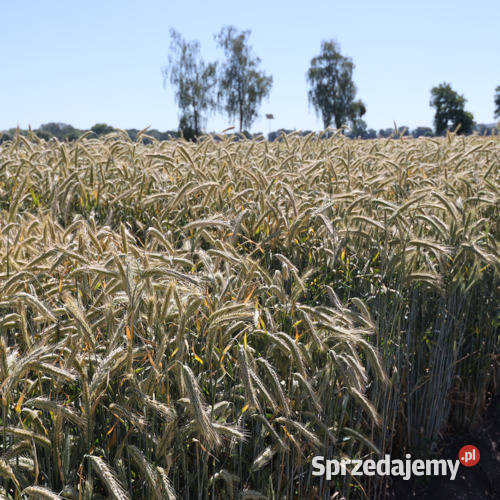 Żyto hybrydowe KWS Serafino pierwszy zbiór Oksa