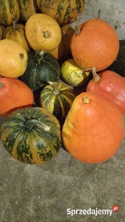 dynia ekologiczna Dziadowa Kłoda