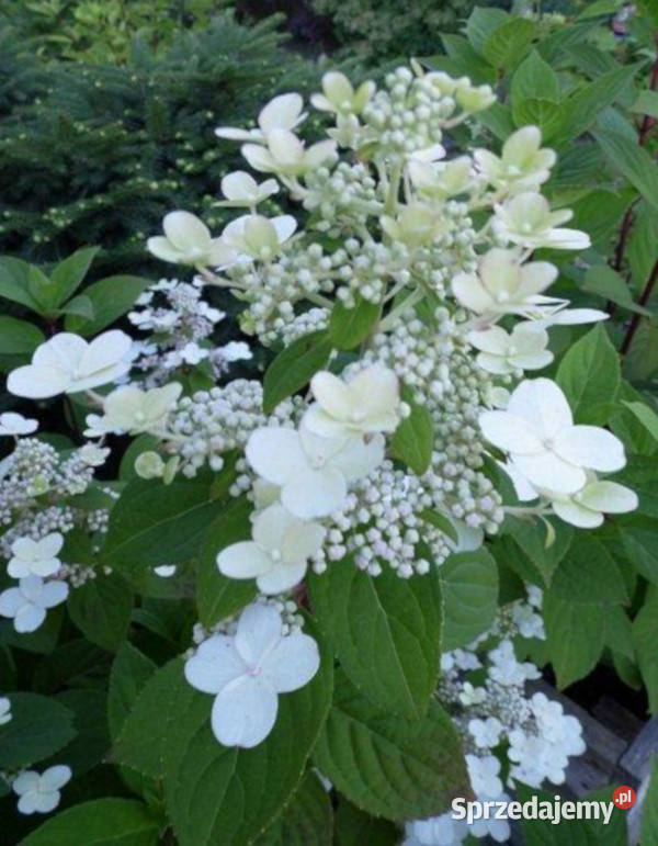 HORTENSJA BUKIETOWA DHARUMA sadzonki w Ustronie